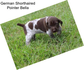 German Shorthaired Pointer Bella