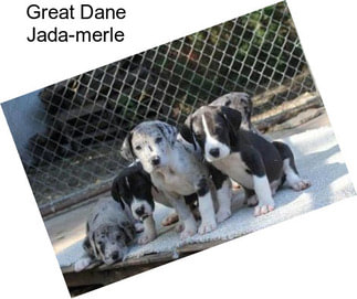 Great Dane Jada-merle