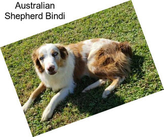 Australian Shepherd Bindi