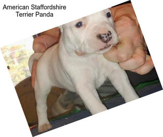 American Staffordshire Terrier Panda