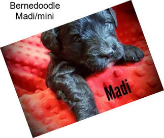 Bernedoodle Madi/mini