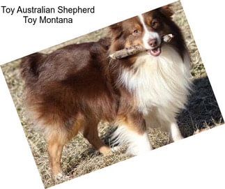 Toy Australian Shepherd Toy Montana