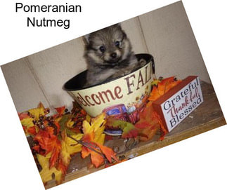 Pomeranian Nutmeg