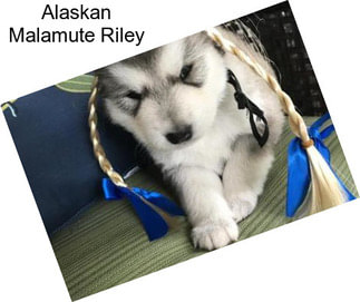 Alaskan Malamute Riley