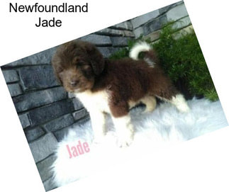 Newfoundland Jade