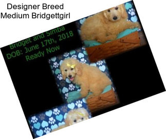 Designer Breed Medium Bridgettgirl