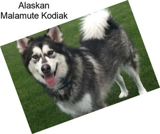 Alaskan Malamute Kodiak
