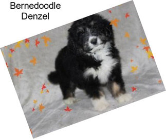 Bernedoodle Denzel