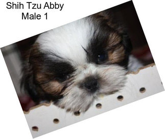 Shih Tzu Abby Male 1