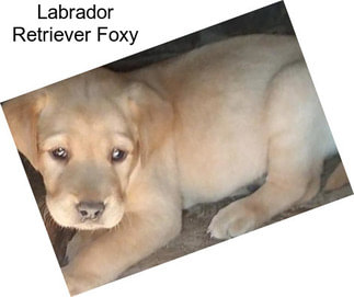 Labrador Retriever Foxy