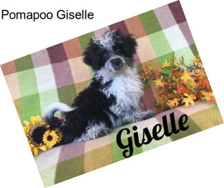 Pomapoo Giselle