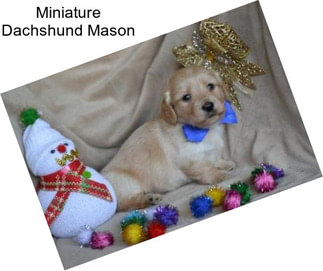 Miniature Dachshund Mason