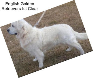 English Golden Retrievers Ict Clear