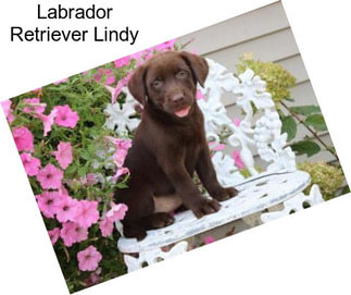 Labrador Retriever Lindy