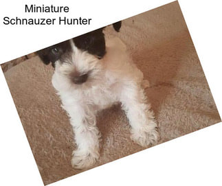 Miniature Schnauzer Hunter