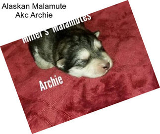 Alaskan Malamute Akc Archie