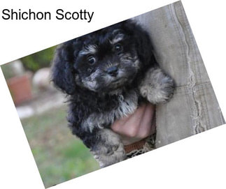 Shichon Scotty