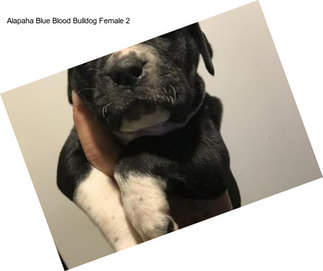 Alapaha Blue Blood Bulldog Female 2