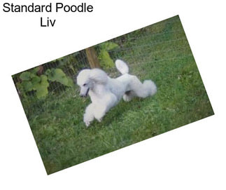 Standard Poodle Liv