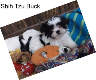 Shih Tzu Buck