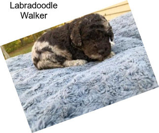 Labradoodle Walker