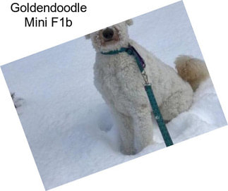 Goldendoodle Mini F1b