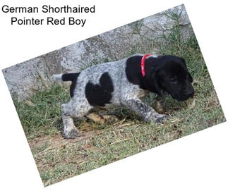 German Shorthaired Pointer Red Boy