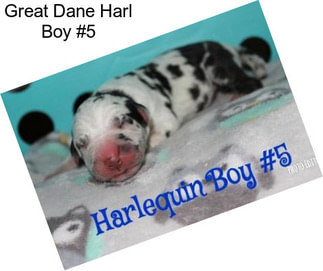 Great Dane Harl Boy #5
