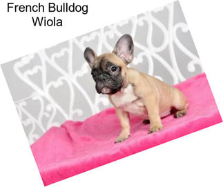 French Bulldog Wiola