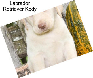 Labrador Retriever Kody