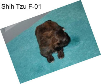 Shih Tzu F-01