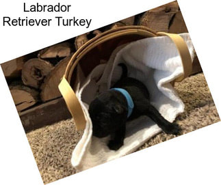 Labrador Retriever Turkey