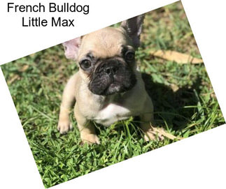 French Bulldog Little Max