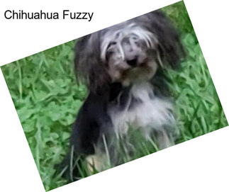 Chihuahua Fuzzy
