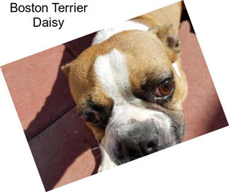Boston Terrier Daisy