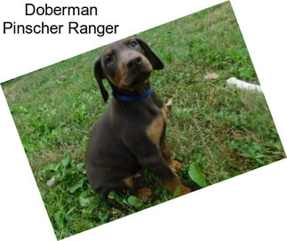 Doberman Pinscher Ranger
