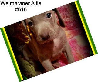 Weimaraner Allie #616