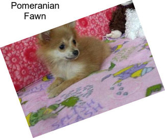 Pomeranian Fawn