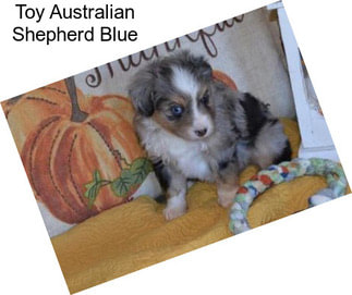 Toy Australian Shepherd Blue