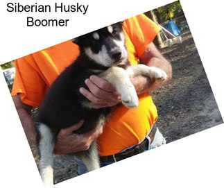 Siberian Husky Boomer
