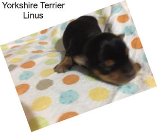 Yorkshire Terrier Linus