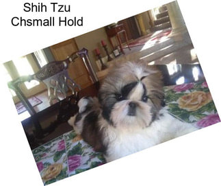 Shih Tzu Chsmall Hold