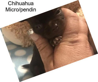 Chihuahua Micro/pendin