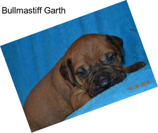 Bullmastiff Garth