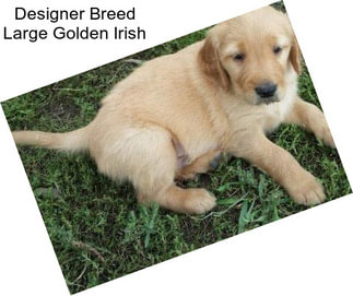 Designer Breed Large Golden Irish