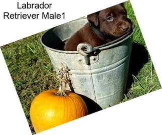 Labrador Retriever Male1