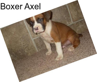 Boxer Axel