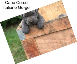 Cane Corso Italiano Go-go