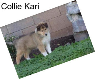 Collie Kari