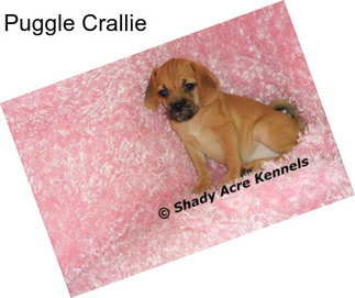 Puggle Crallie